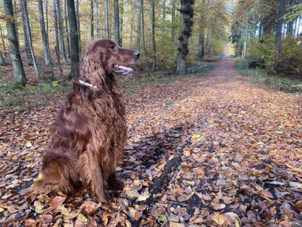 Irish Red Setter Welpen