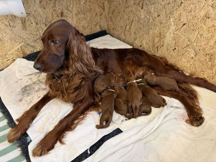 Irish Red Setter Welpen