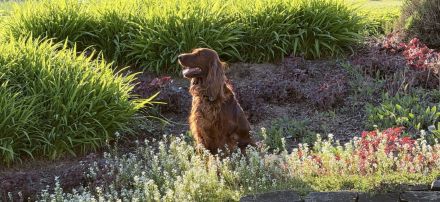 Irish Red Setter Welpen