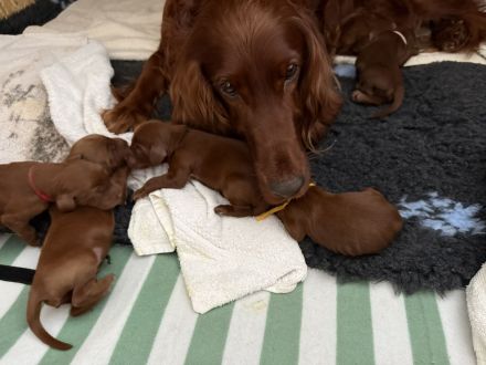 Irish Red Setter Welpen