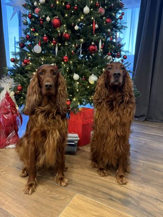 Irish Red Setter Welpen