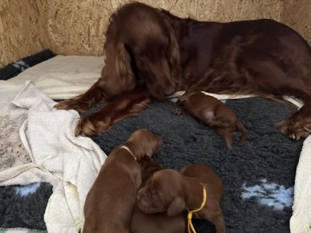 Irish Red Setter Welpen