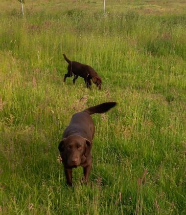 Labrador Schokobraun Deckrüde 2026