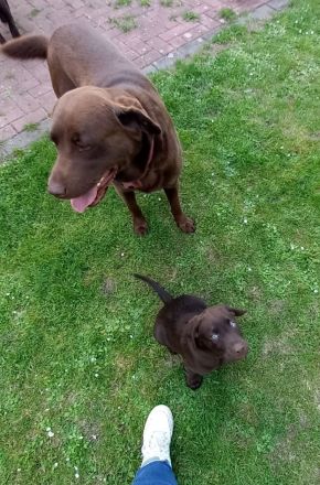 Labrador Schokobraun Deckrüde 2026