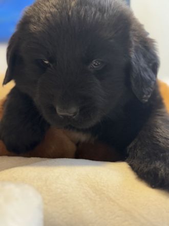 Neufundländer Welpen mit Papiere