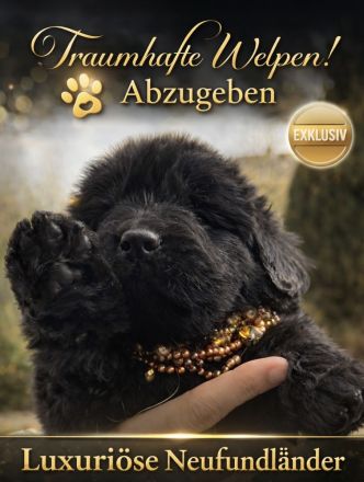 Neufundländer Welpen exklusiv