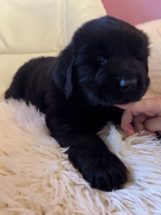 Neufundländer Welpen mit Papiere