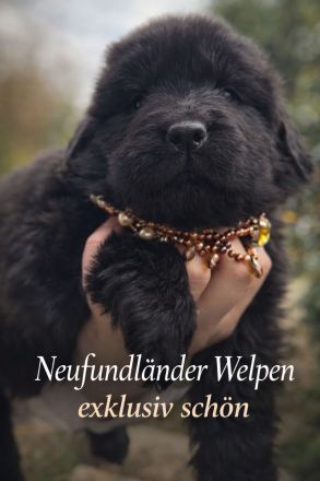 Neufundländer Welpen exklusiv