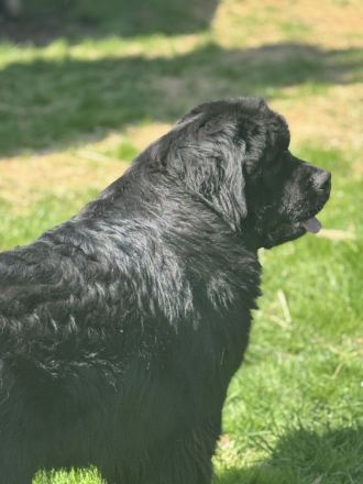 Neufundländer Welpen mit Papiere