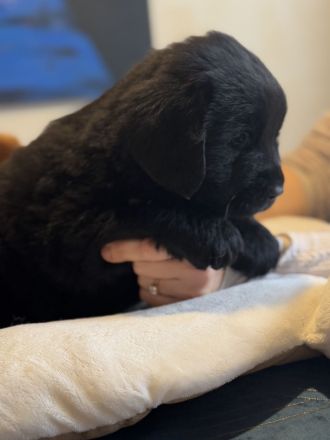 Neufundländer Welpen mit Papiere