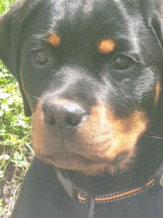 Rottweiler weiblich 1 Jahr