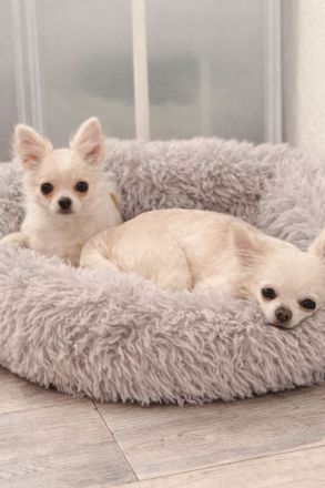 Liebevoller Chihuahua-Rüde