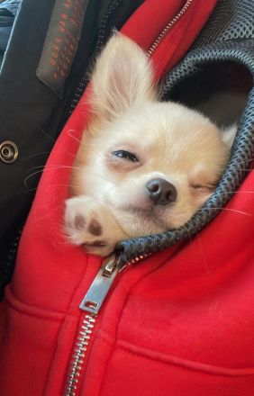 Liebevoller Chihuahua-Rüde