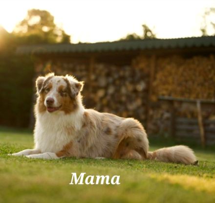 Australian Shepherd Welpe (weiblich) aus liebevoller Zucht