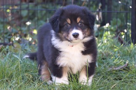 Australian Shepherd Welpe (weiblich) aus liebevoller Zucht