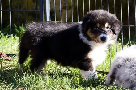 Australian Shepherd Welpe (weiblich) aus liebevoller Zucht