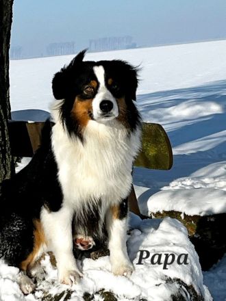 Australian Shepherd Welpe (weiblich) aus liebevoller Zucht