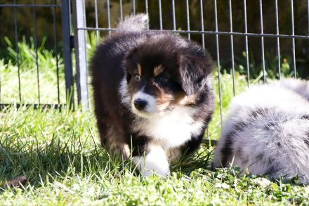 Australian Shepherd Welpe (weiblich) aus liebevoller Zucht