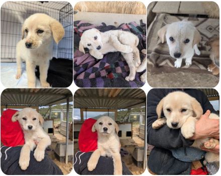 Philomena – neugierig, verspielt, mit feiner Zurückhaltung