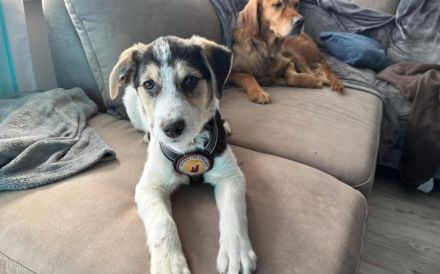 Lollypop wartet auf dich!