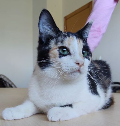 Die hübsche Tik wartet auf liebe Menschen, die ihr ein Zuhause schenken