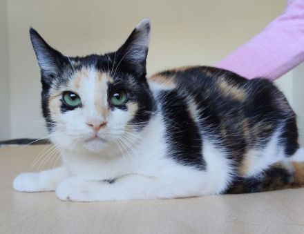 Die hübsche Tik wartet auf liebe Menschen, die ihr ein Zuhause schenken