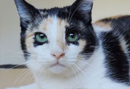 Die hübsche Tik wartet auf liebe Menschen, die ihr ein Zuhause schenken