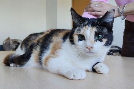 Die hübsche Tik wartet auf liebe Menschen, die ihr ein Zuhause schenken