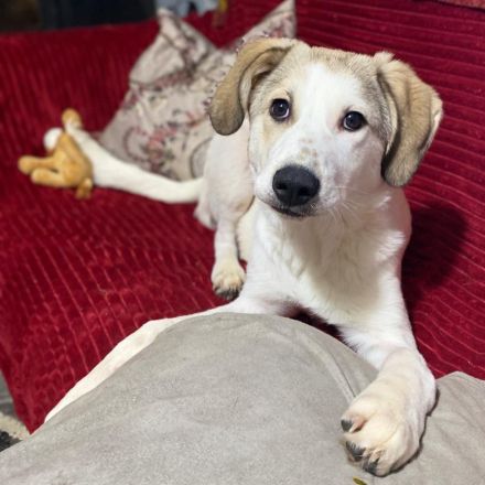 Notfellnase Margarita / weiblich / geb. 09/2025 / derzeit noch in Griechenland