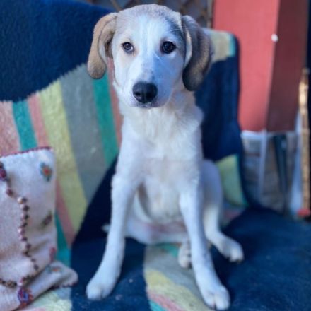 Notfellnase Margarita / weiblich / geb. 09/2025 / derzeit noch in Griechenland