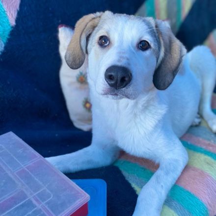 Notfellnase Margarita / weiblich / geb. 09/2025 / derzeit noch in Griechenland