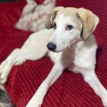 Notfellnase Margarita / weiblich / geb. 09/2025 / derzeit noch in Griechenland