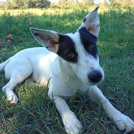 Hündin Kali / kastriert / derzeit noch in Griechenland / vorgemerkt