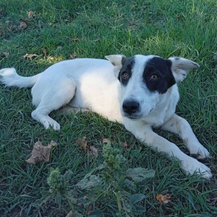 Hündin Kali / kastriert / derzeit noch in Griechenland / vorgemerkt