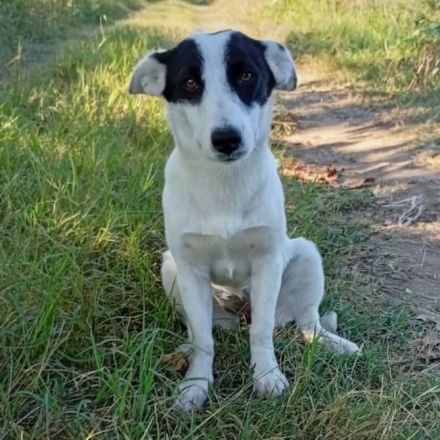 Hündin Kali / kastriert / derzeit noch in Griechenland / vorgemerkt