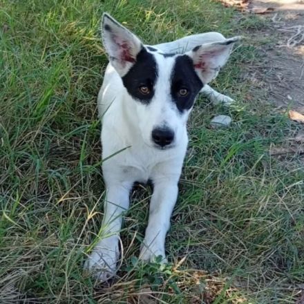 Hündin Kali / kastriert / derzeit noch in Griechenland / vorgemerkt