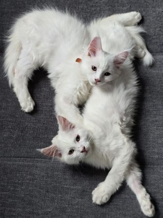 Maine Coonis suchen ein neues Zuhause ab sofort auszugsbereit