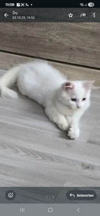 Maine Coonis suchen ein neues Zuhause ab sofort auszugsbereit