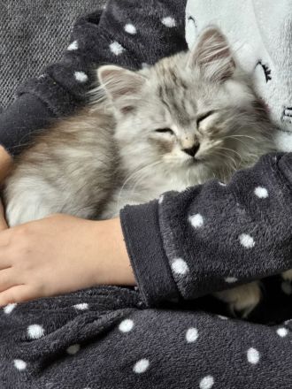 Maine Coonis suchen ein neues Zuhause ab Anfang Juni auszugsbereit