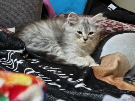 Maine Coonis suchen ein neues Zuhause ab Anfang Juni auszugsbereit