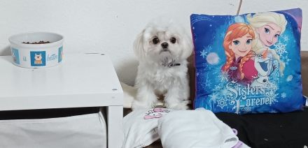 Kleine Malteser Hündin 1 Jahr