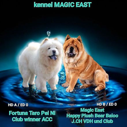 Chow-Chow Welpen aus Deutschland