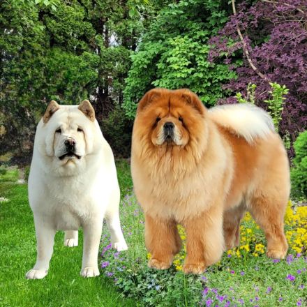 Chow-Chow Welpen aus Deutschland