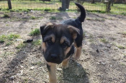 Zuhause gesucht für Nayla