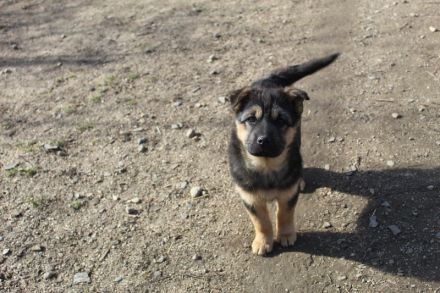 Zuhause gesucht für Nayla