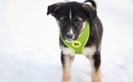 Lobella wartet auf ihre Familie