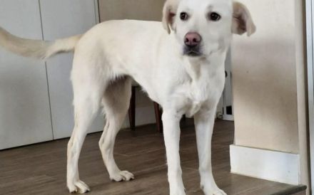 Schenkst du Polaris ein Zuhause?