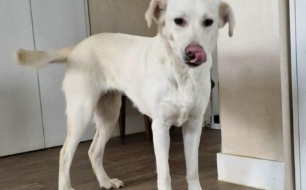 Schenkst du Polaris ein Zuhause?