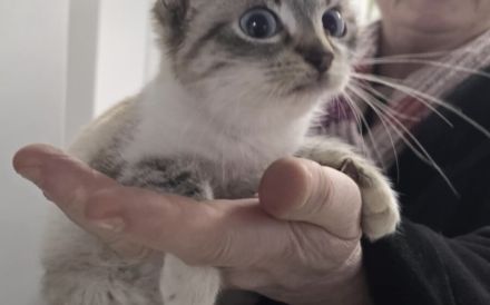 Suska sucht artgerechtes Zuhause