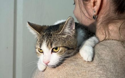 Hübsche Puschi sucht Zuhause